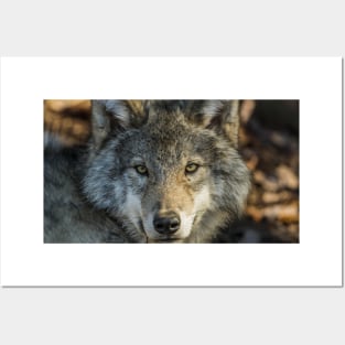 Timber Wolf - Looking at you. Posters and Art